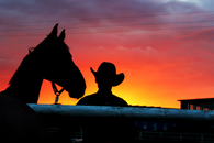 Cowboy sillouette