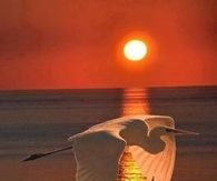 Seagull In The Spotlight!!