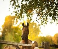Sweet horses