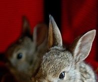 Cute rabbits