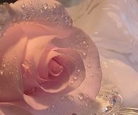Rose and necklace