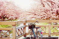 Bicycle and blossom trees
