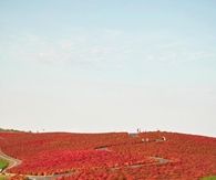 Autumn at Kochia Hill, Japan