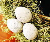 Speckled eggs