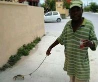 Pet Crab