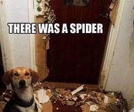 There Was A Spider