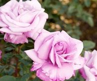 Fragrant Plum