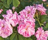 Autumn Damask