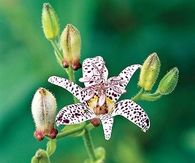 Toad lily