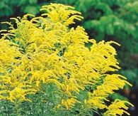 Goldenrod