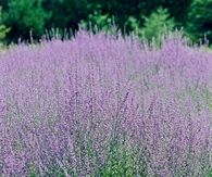 Russian Sage