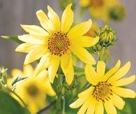 Perennial Sunflower