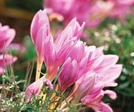 Colchicum