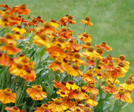 Helenium