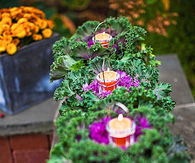 Boxed flowering kale