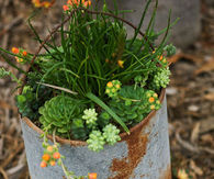 Rustic Chicken Feeder