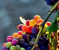 Mixed Seeds=Assorted Grapes!!