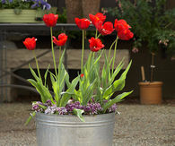 Galvanized tub