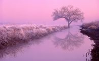 Pink Nature