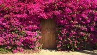 Pink Climbing Roses