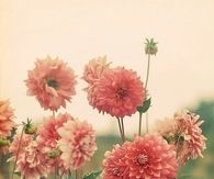 Pink flowers