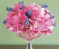 Hydrangeas and grape hyacinths