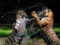 Cat Fight At Play!!