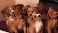 Puppies turning heads