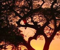 Tree Heart