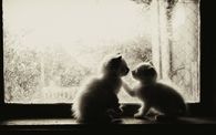 Loving Kitties