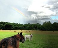 Boxers Enjoy Rainbow