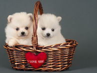 Puppies for Valentine's Day
