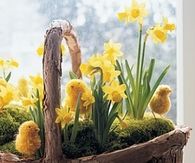 Daffodil and pom pom chick baskets