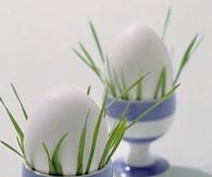 Green Grass in Eggcups