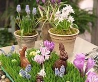 Wheatgrass centerpiece