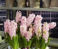Spring bulb arrangement