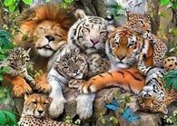 Safari Sleepover!!