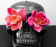 Skull succulents