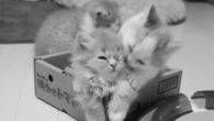 Kitty attack
