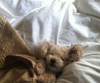 Sleepy dog