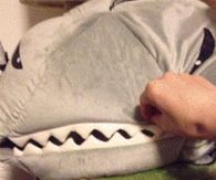 Peekaboo cat