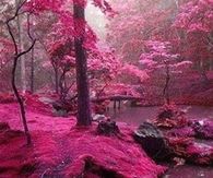 Fuschia Pink Trail!!