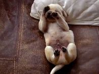 Tired pup
