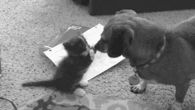 Dog and Kitten
