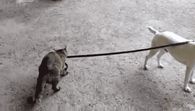 lets go for a walk