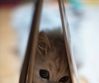 Shy Baby Kitten