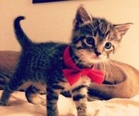 Cute Kitten with Red Bow