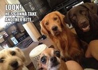 hungry dogs