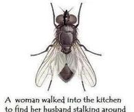killing flies