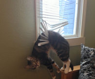 stuck cat